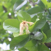 Gardenia gummifera L.f.